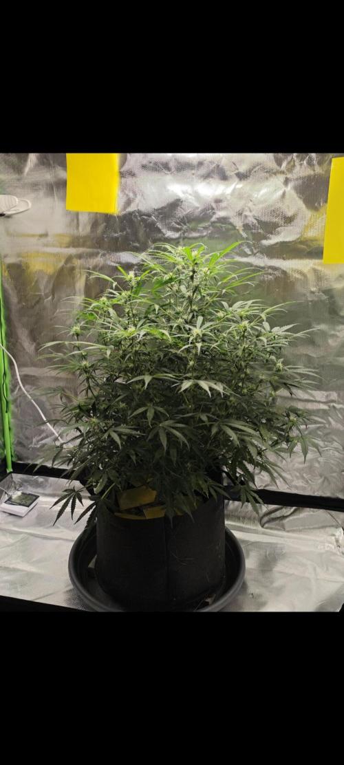 NOOB  1st AUTO LST GROW. Week 9