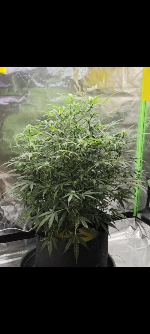 NOOB  1st AUTO LST GROW. Week 9