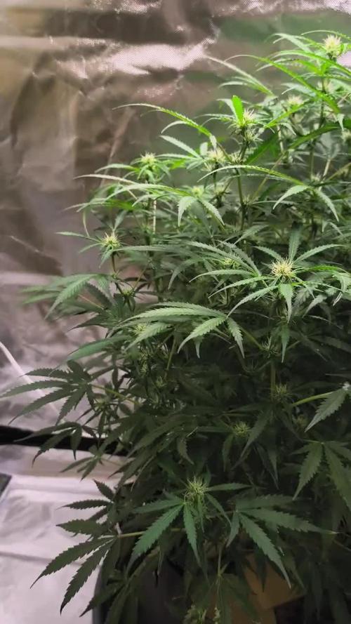 NOOB  1st AUTO LST GROW
