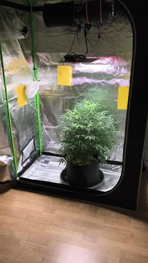 Lil Monster 1st AUTO LST GROW