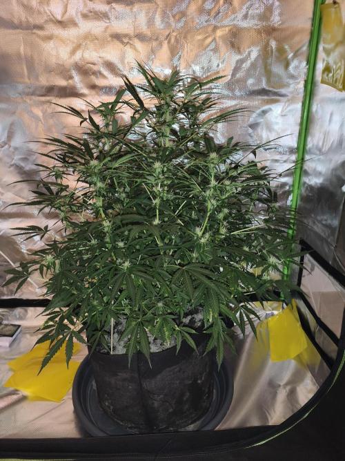 Lil Monster 1st AUTO LST GROW. Week 9