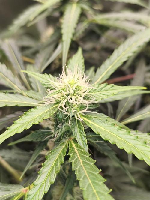 Lil Monster 1st AUTO LST GROW. Week 10