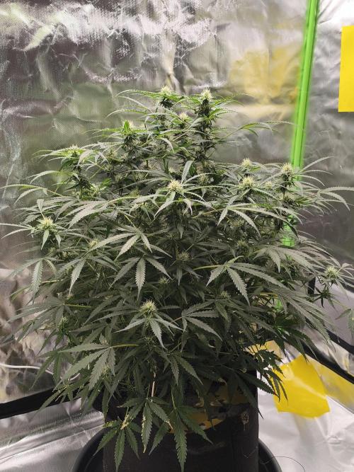 Lil Monster 1st AUTO LST GROW. Week 10