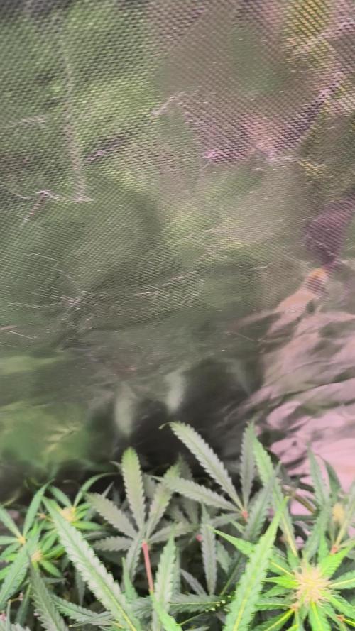 Lil Monster 1st AUTO LST GROW