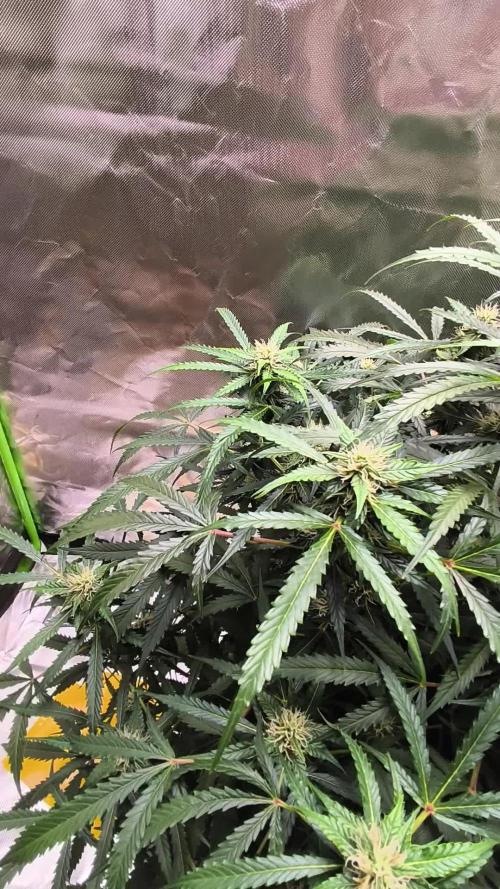 Lil Monster 1st AUTO LST GROW