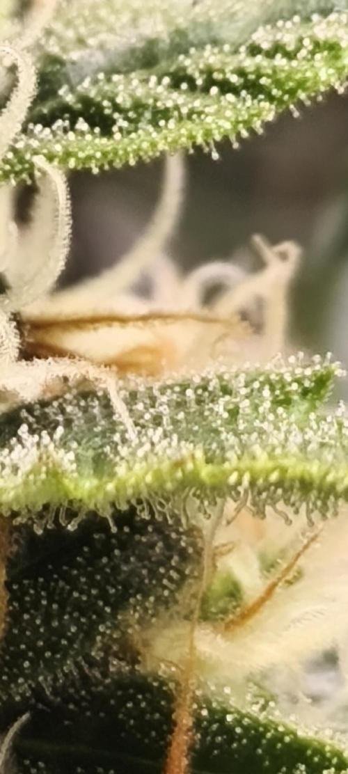 Lil Monster 1st AUTO LST GROW. Week 11