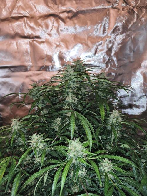 Lil Monster 1st AUTO LST GROW. Week 11