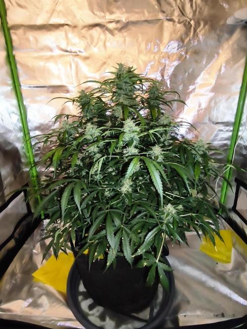 Lil Monster 1st AUTO LST GROW. Week 11