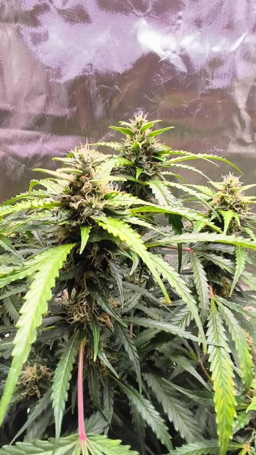 Lil Monster 1st AUTO LST GROW