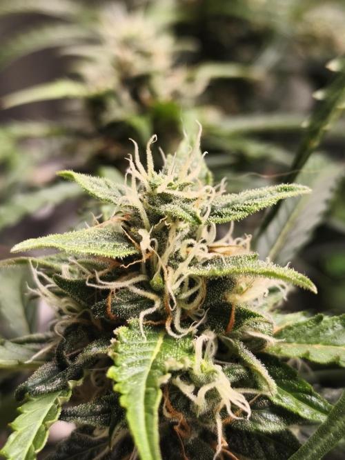 Lil Monster 1st AUTO LST GROW. Week 11