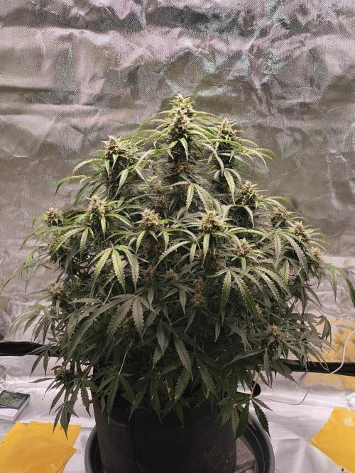 Lil Monster 1st AUTO LST GROW. Week 11