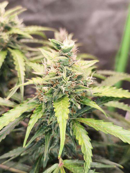 Pure Instinto - Girl Scout Kush AUTO door Liberty420blaz