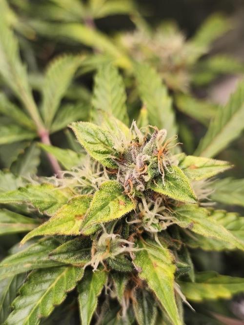Lil Monster 1st AUTO LST GROW. Week 12