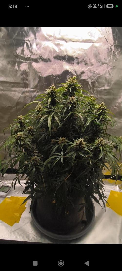 Lil Monster 1st AUTO LST GROW. Week 12