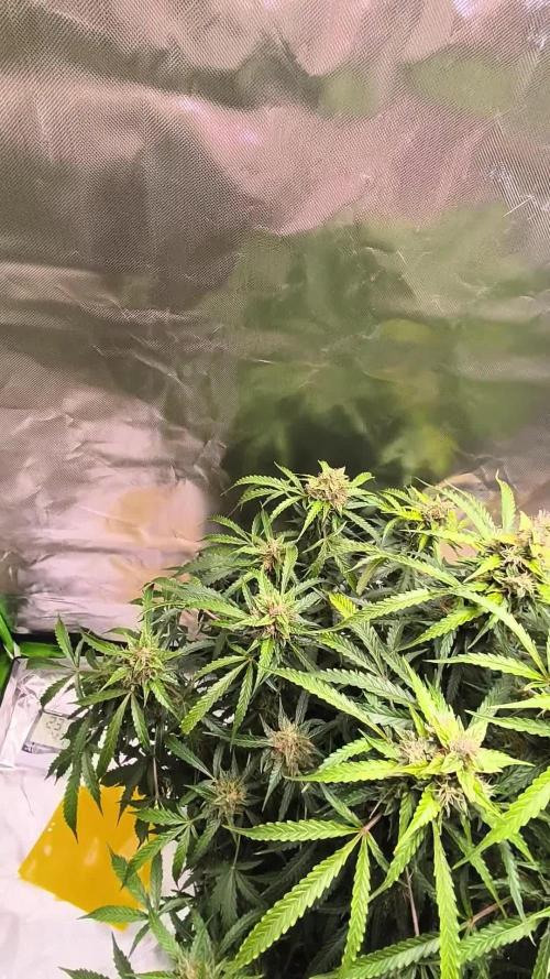 Lil Monster 1st AUTO LST GROW