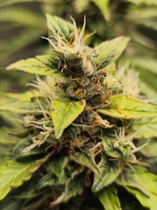 Lil Monster 1st AUTO LST GROW. Week 12