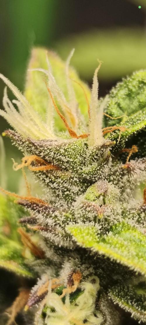 Lil Monster 1st AUTO LST GROW. Week 12