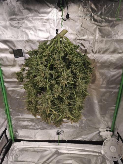 Lil Monster 1st AUTO LST GROW. Week 15