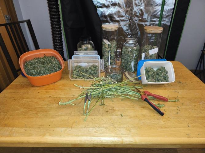 Lil Monster 1st AUTO LST GROW. Week 15