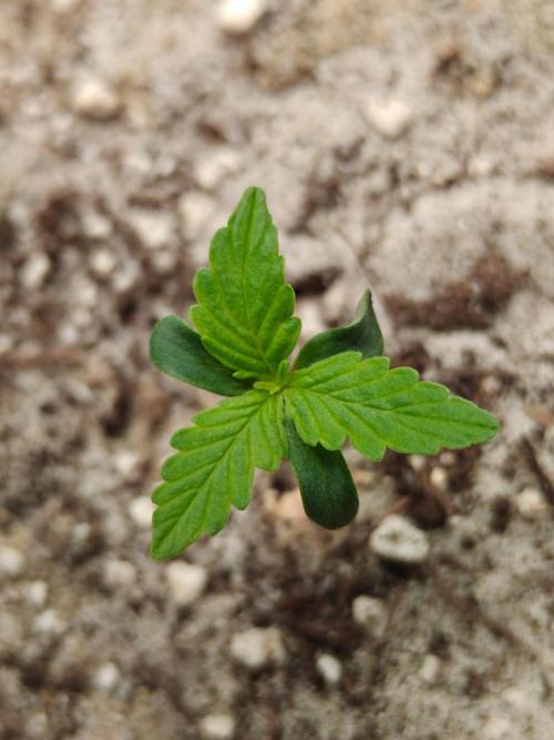 Two Sisters_Auto Ultimate Dutch Passion. Week 0