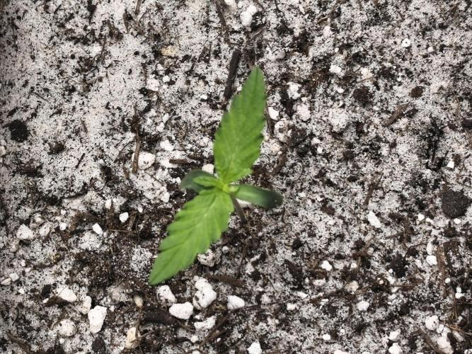 Two Sisters_Auto Ultimate Dutch Passion. Week 0