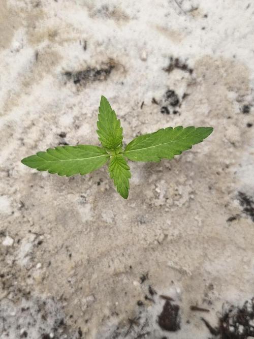 Two Sisters_Auto Ultimate Dutch Passion. Week 1