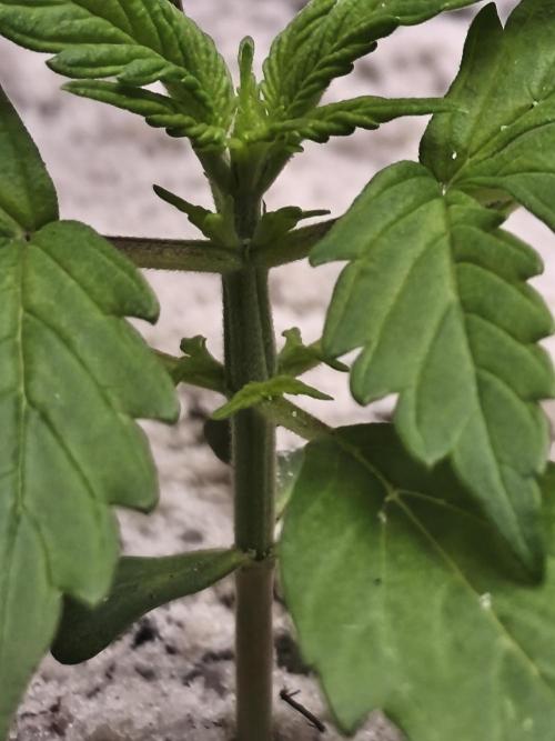 Two Sisters_Auto Ultimate Dutch Passion. Week 1 - 3 shoots on 2 nodes x)