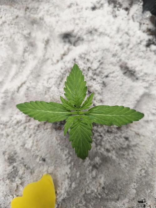 Grow Tent 120x60x180cm (1680D). Week 1