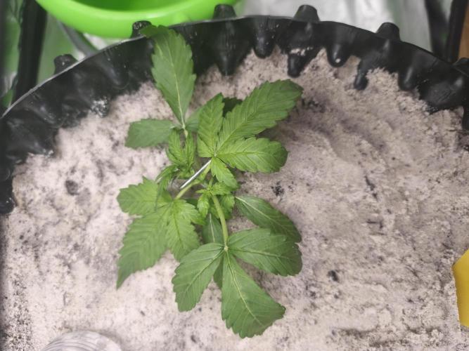 Grow Tent 120x60x180cm (1680D). Week 2