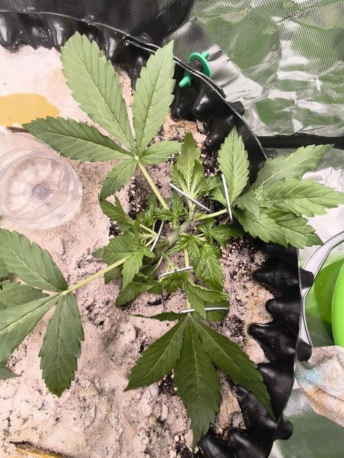 Two Sisters_Auto Ultimate Dutch Passion. Week 2