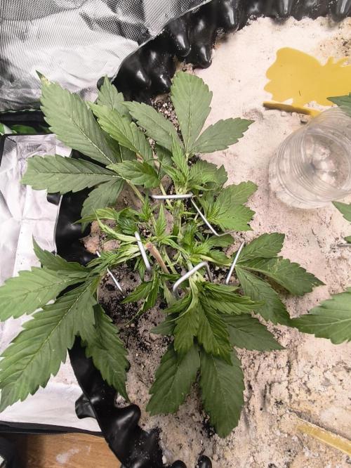 Grow Tent 120x60x180cm (1680D). Week 2