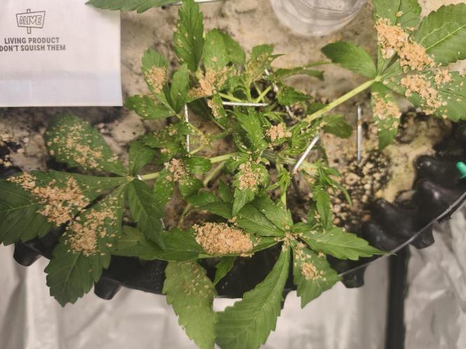 Grow Tent 120x60x180cm (1680D). Week 2