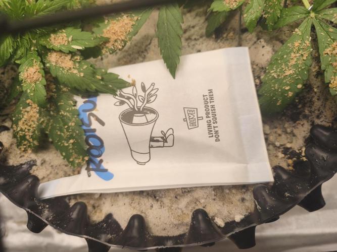 Two Sisters_Auto Ultimate Dutch Passion. Week 2 - predator mites(californicus) are taking over