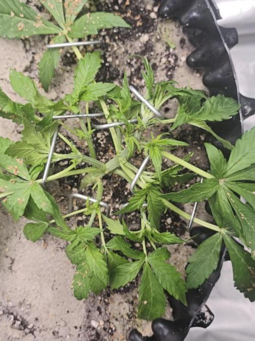 Two Sisters_Auto Ultimate Dutch Passion. Week 2 - Thursday week 2. water + calmag, clean up + lst
