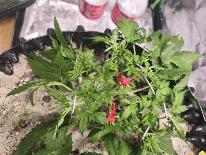 Two Sisters_Auto Ultimate Dutch Passion. Week 3