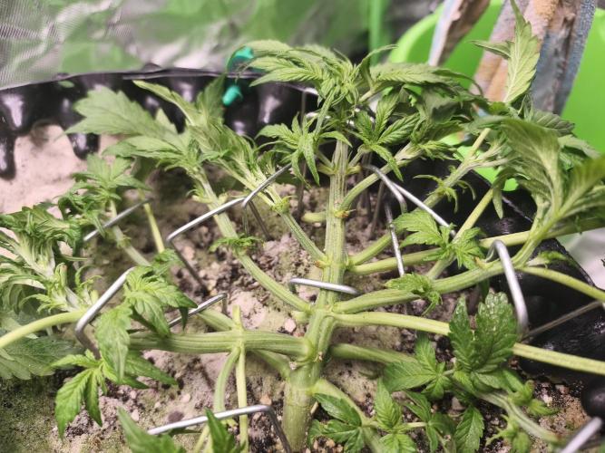 Two Sisters_Auto Ultimate Dutch Passion. Week 3