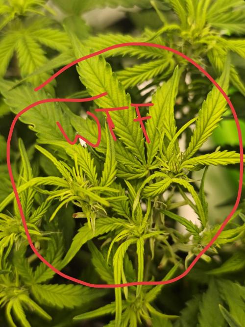 Two Sisters_Auto Ultimate Dutch Passion. Week 6 - this is her... mutated sister that i accidentally topped while bending. total chaos, i like it
