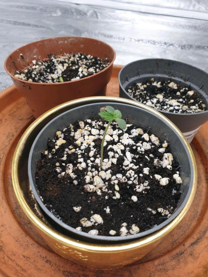 MilkyWay F1 RQS. Week 2