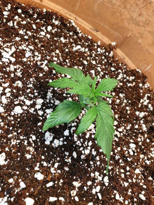 MilkyWay F1 RQS. Week 4