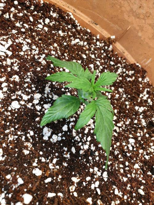 MilkyWay F1 RQS. Week 4