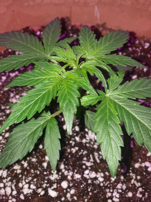 MilkyWay F1 RQS. Week 5