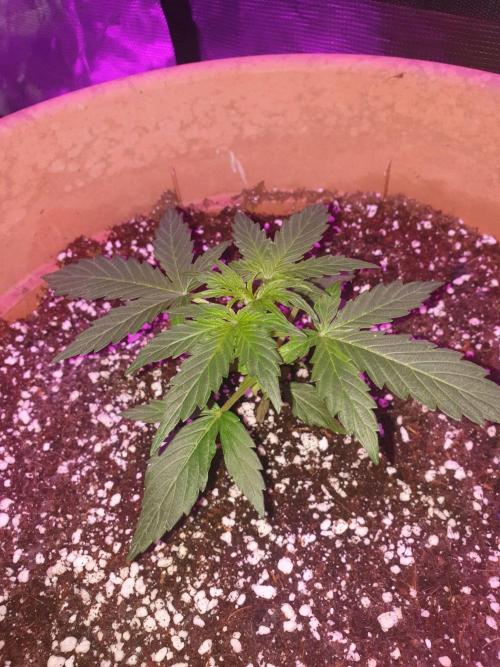 MilkyWay F1 RQS. Week 5