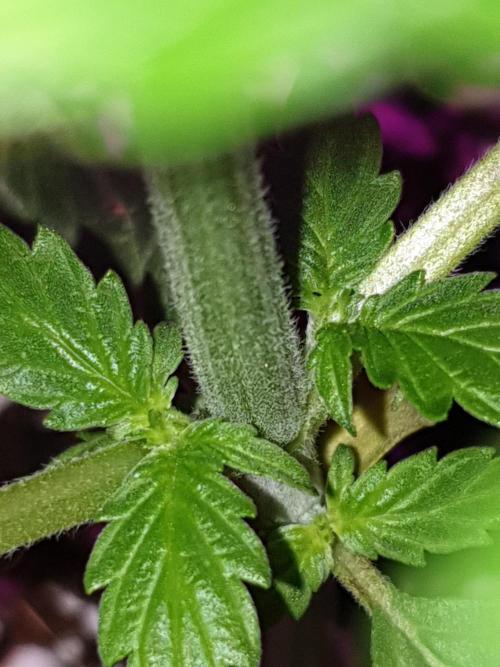 MilkyWay F1 RQS. Week 5