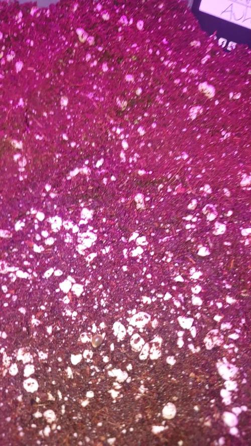 Strawberry Banana Auto