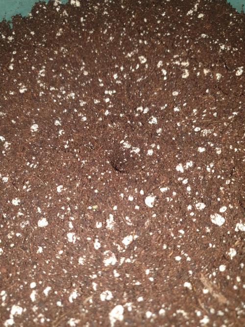 Strawberry Banana Auto. Week 0