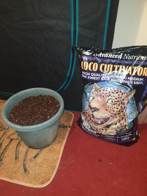 Strawberry Banana Auto. Week 0