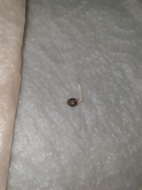 Strawberry Banana Auto. Week 0 - 3 days after beginning of germination process 