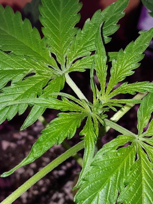 MilkyWay F1 RQS. Week 6