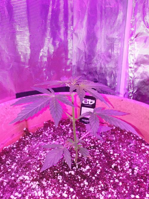 MilkyWay F1 RQS. Week 6