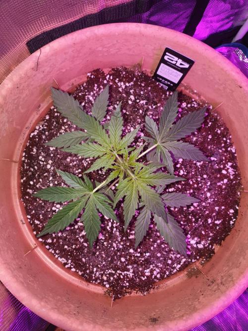 MilkyWay F1 RQS. Week 6